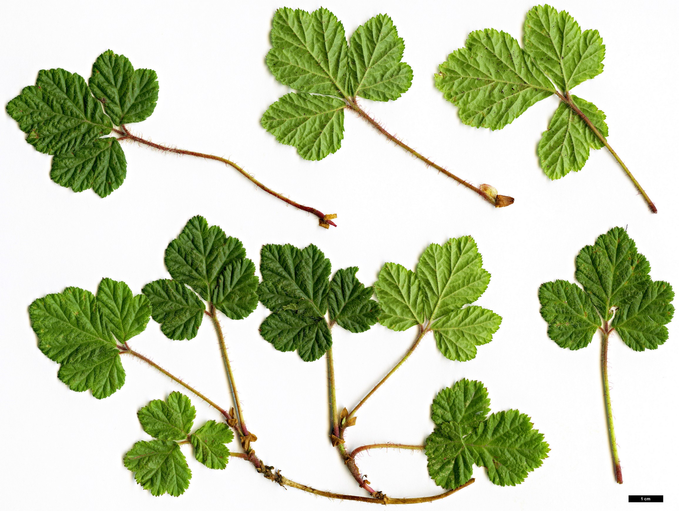 High resolution image: Family: Rosaceae - Genus: Rubus - Taxon: nepalensis